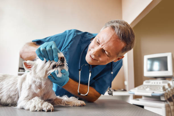 Best Broken or Cracked Tooth Emergency Dentist in Minturn, CO